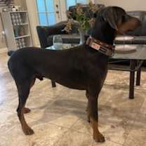 Thumbnail photo of Remy #2