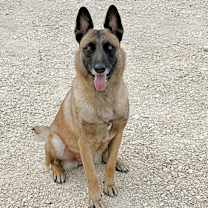 Thumbnail photo of Lacy fka Linda - located in Central TX #2