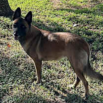 Thumbnail photo of Lacy fka Linda - located in Central TX #3