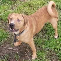 Thumbnail photo of Queso (CE-TN) #4
