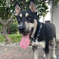 Thumbnail photo of Alpo, fka Turbo #1