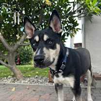 Thumbnail photo of Alpo, fka Turbo #2