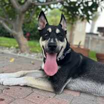 Thumbnail photo of Alpo, fka Turbo #3