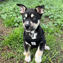 Thumbnail photo of Alpo, fka Turbo #4
