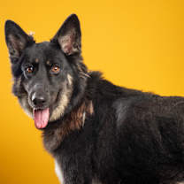 Thumbnail photo of Xena *Brandy* #1