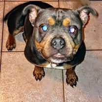 Thumbnail photo of Cyrus #1