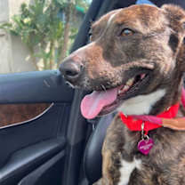 Thumbnail photo of Daisy #2
