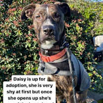 Thumbnail photo of Daisy #4