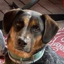 Thumbnail photo of Roxie (Courtesy Listing) #1