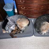 Thumbnail photo of Roxie (Courtesy Listing) #4