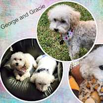 Thumbnail photo of Adopted!! George & Gracie - OK #1