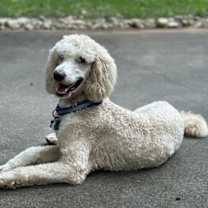 Thumbnail photo of MILO #1