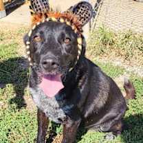 Thumbnail photo of Sheba #1