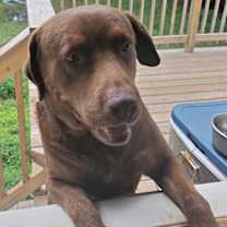 Thumbnail photo of Buster #1