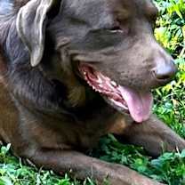 Thumbnail photo of Buster #2