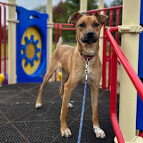Thumbnail photo of Chase #4