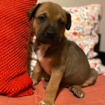 Thumbnail photo of Edsel #1