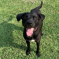 Thumbnail photo of Milo #1