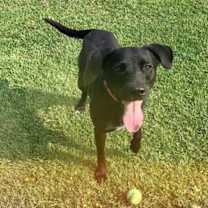 Thumbnail photo of Milo #2