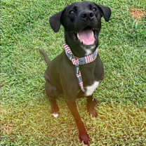Thumbnail photo of Milo #3
