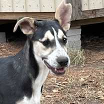 Thumbnail photo of Maizey #2