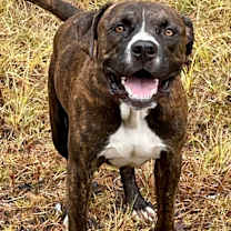 Thumbnail photo of Oakley #4