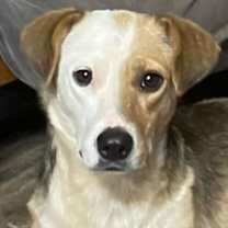 Thumbnail photo of Taffy #1