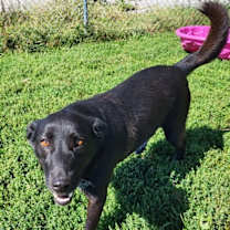 Thumbnail photo of Sheba #3
