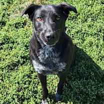 Thumbnail photo of Sheba #4