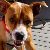 Thumbnail photo of Bella #1