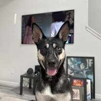 Thumbnail photo of Arya #1