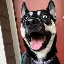 Thumbnail photo of Arya #2