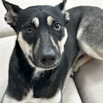 Thumbnail photo of Arya #3