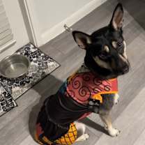 Thumbnail photo of Arya #4