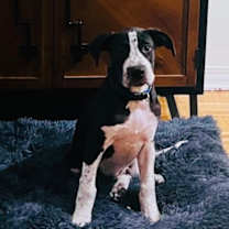 Thumbnail photo of Samson (CL 2023) #1