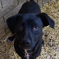 Thumbnail photo of Sophia #1