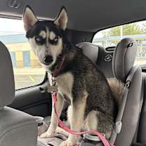 Thumbnail photo of Kira #3
