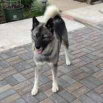 Thumbnail photo of Tashi #1