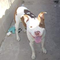 Thumbnail photo of RASCAL #1