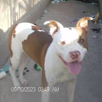 Thumbnail photo of RASCAL #2