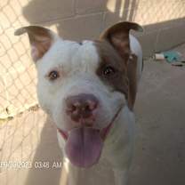 Thumbnail photo of RASCAL #3