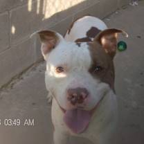 Thumbnail photo of RASCAL #4