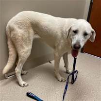 Thumbnail photo of Gretl #2