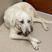 Thumbnail photo of Gretl #3