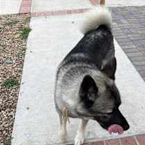 Thumbnail photo of Tashi #2