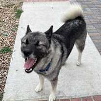 Thumbnail photo of Tashi #3