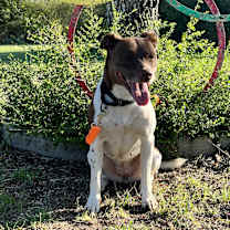 Thumbnail photo of Hazel #3