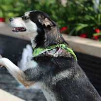 Thumbnail photo of Jubilee #3