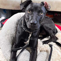 Thumbnail photo of Chauncey #2