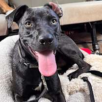 Thumbnail photo of Chauncey #3